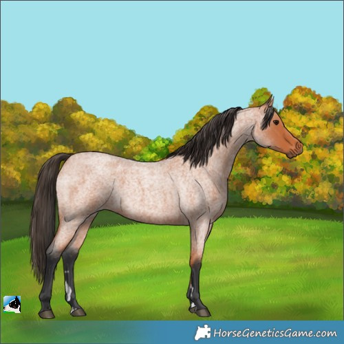 Horse Color:Unknown 