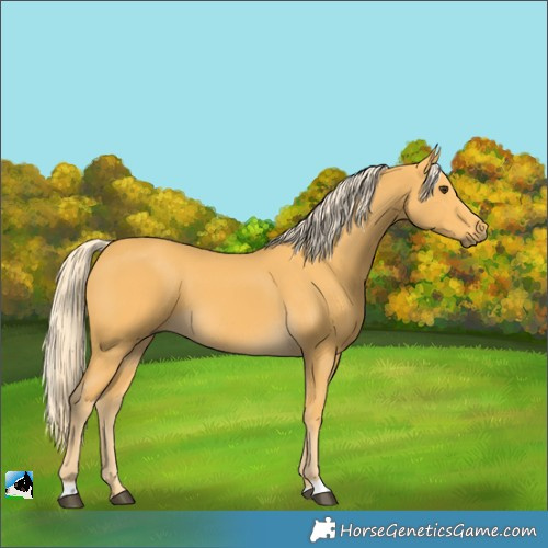 Horse Color:Palomino 