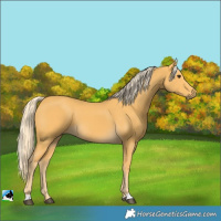 Horse Color:Palomino 
