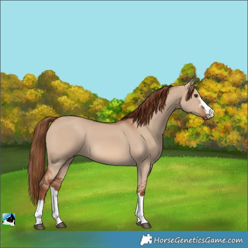 Horse Color:Red Dun 