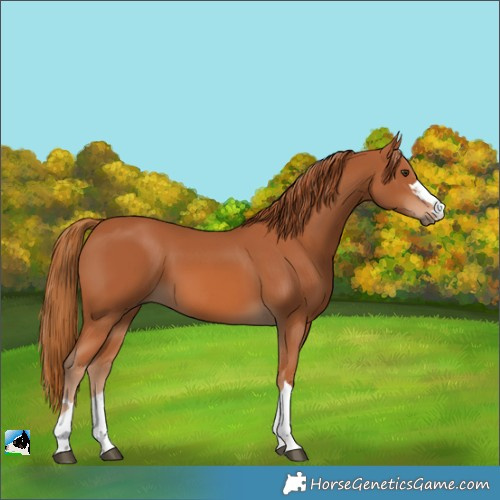 Horse Color:Unknown 