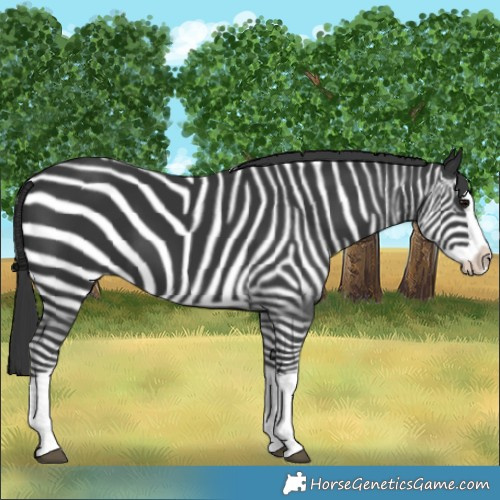 Horse Color:Black Splash 