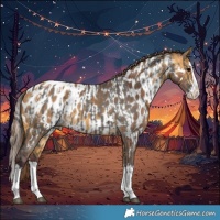 Horse Color:Grullo Splash Appaloosa  and Chocolate Buckskin Splash Appaloosa 