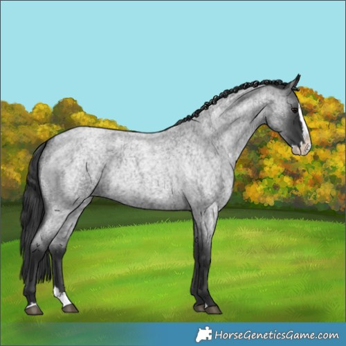Horse Color:Blue Roan Splash 