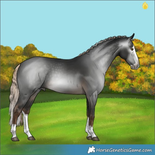 Horse Color:Gray Pseudo Chocolate Palomino Splash