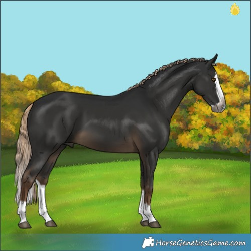 Horse Color:Gray Pseudo Chocolate Palomino Splash 