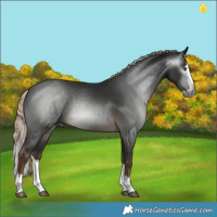 Horse Color:Gray Pseudo Chocolate Palomino Splash 