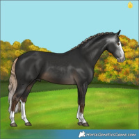 Horse Color:Gray Pseudo Chocolate Palomino Splash 