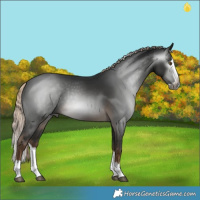 Horse Color:Gray Pseudo Chocolate Palomino Splash