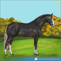 Horse Color:Gray Pseudo Chocolate Palomino Splash 