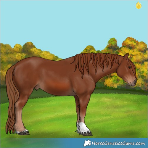 Horse Color:Chestnut 