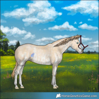 Horse Color:Perlino Sabino and Buckskin Snowdrop Sabino