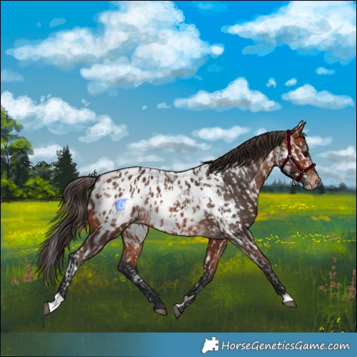 Horse Color:Bay Appaloosa  and Bay Appaloosa 