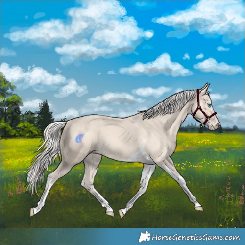 Horse Color:Cremello Tobiano 