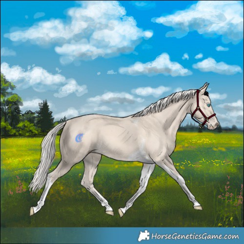 Horse Color:Cremello Tobiano