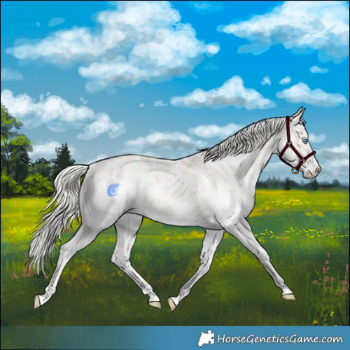 Horse Color:Cremello Sabino  and Cremello Sabino Blanket 