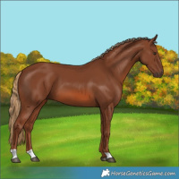 Horse Color:Chestnut 