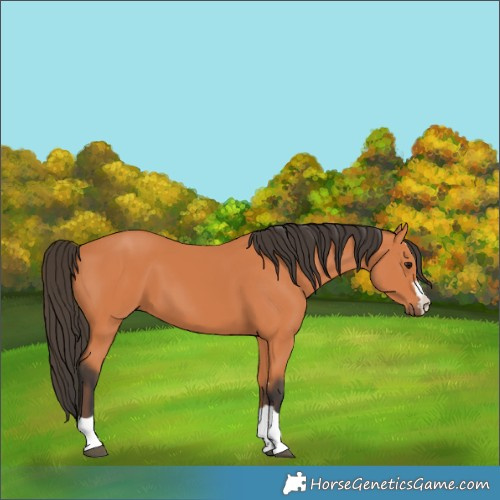 Horse Color:Unknown 