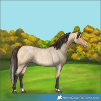 Horse Color:Buckskin Roan Splash 