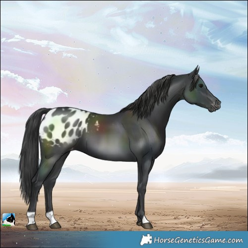 Horse Color:Black Blanket 