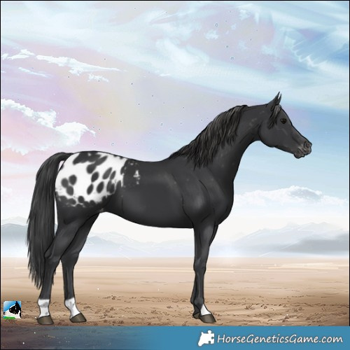 Horse Color:Black Appaloosa 
