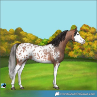 Horse Color:Bay Roan Splash Blanket 