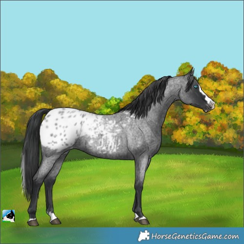Horse Color:Blue Roan Splash Blanket 