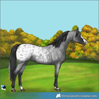 Horse Color:Blue Roan Splash Blanket
