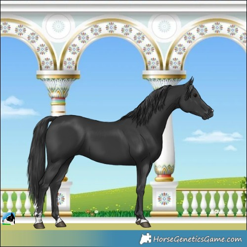 Horse Color:Black 