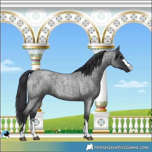 Horse Color:Blue Roan