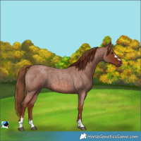 Horse Color:Red Roan 