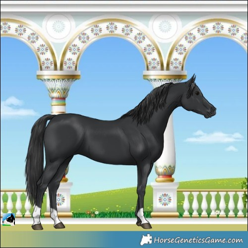 Horse Color:Black 