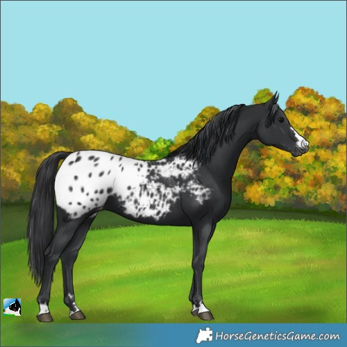 Horse Color:Black Blanket 
