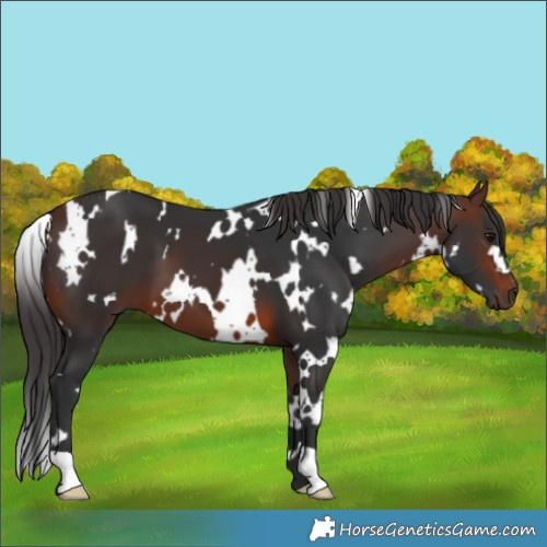 Horse Color:White Spotted Brown 