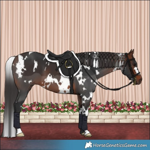 Horse Color:White Spotted Brown