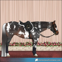Horse Color:White Spotted Brown 
