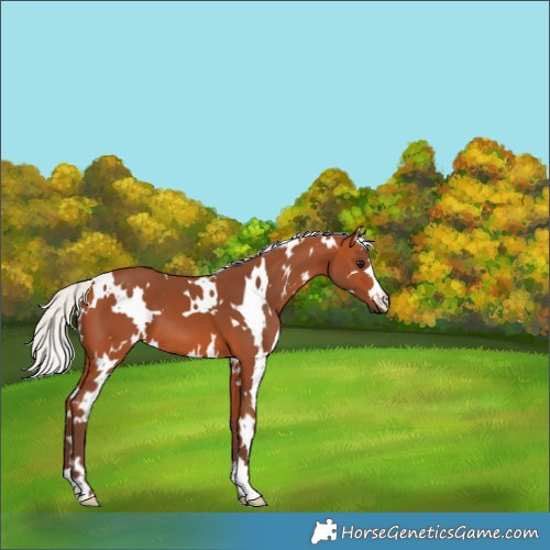 Horse Color:White Spotted Silver Bay 