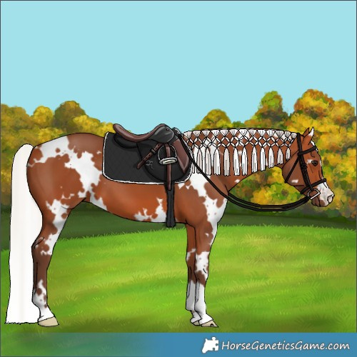 Horse Color:White Spotted Silver Bay 