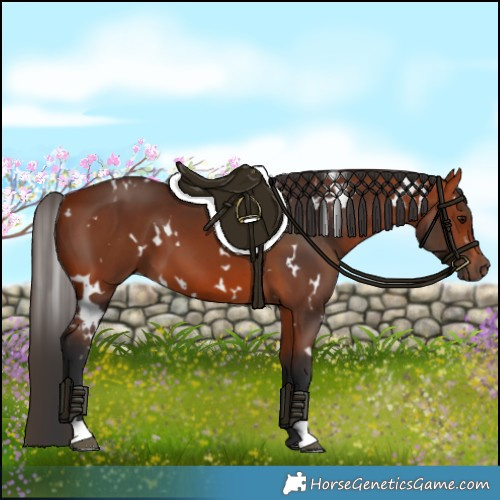 Horse Color:White Spotted Bay 