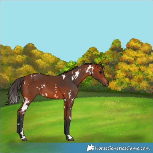 Horse Color:White Spotted Bay 