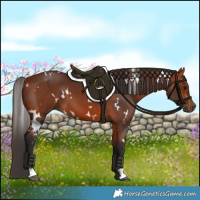 Horse Color:White Spotted Bay