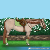 Horse Color:Red Dun 