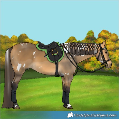 Horse Color:White Spotted Buckskin