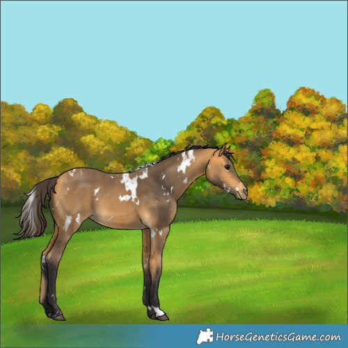 Horse Color:White Spotted Buckskin 