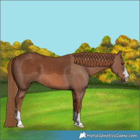 Horse Color:Chestnut 