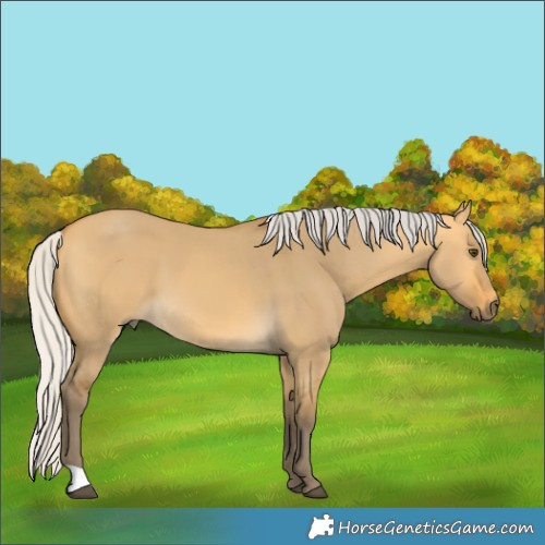 Horse Color:Silver Buckskin Dun 