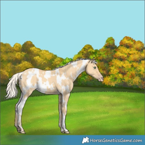 Horse Color:White Spotted Silver Amber Cream Champagne Dun 