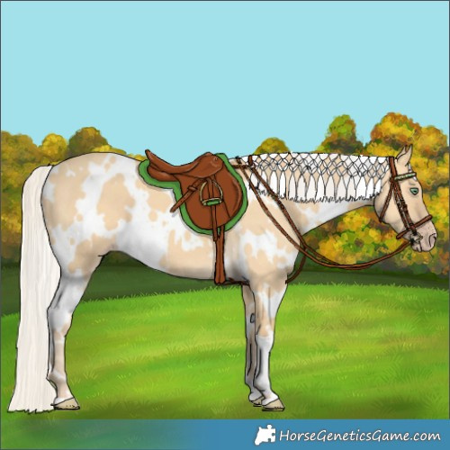 Horse Color:White Spotted Silver Amber Cream Champagne Dun 