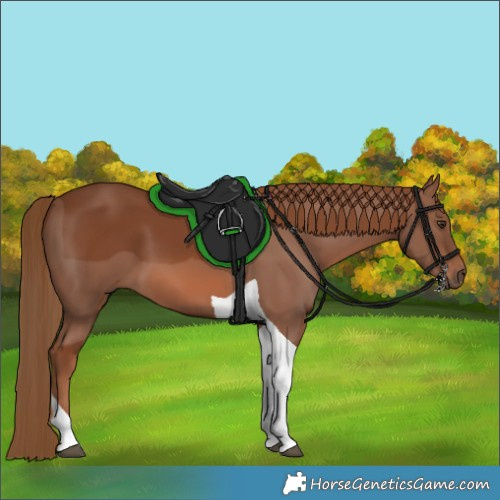 Horse Color:Chestnut Tobiano 