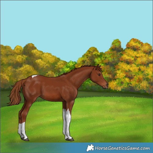 Horse Color:Chestnut Tobiano 